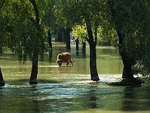 Flooded Danube Delta pasture- Click for more pictures...