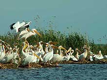 Pelicans in the Danube Delta